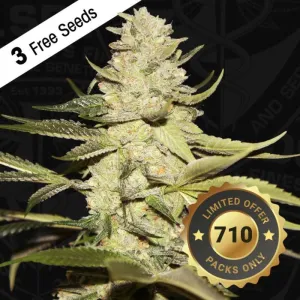 T.H. Seeds - Planet Lemon   2 x Free Seeds & 1 French Macaron